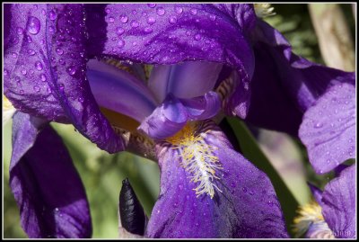 Iris sibirica macro