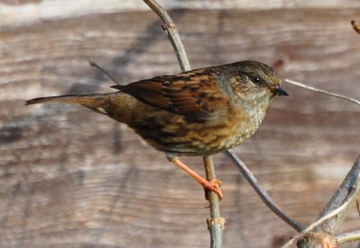 Dunnock