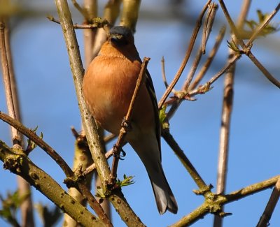 finches