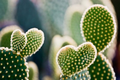 0551-2 Coeurs mal rass - Cactus fleuri - Ste-Madeleine - Qubec