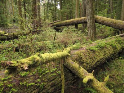 Cathedral Grove