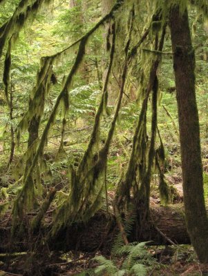 Cathedral Grove