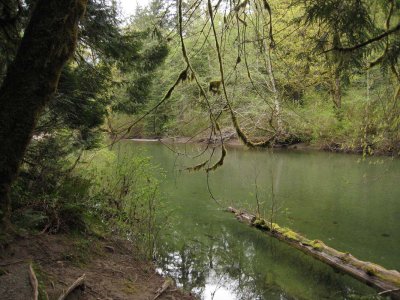 Cathedral Grove