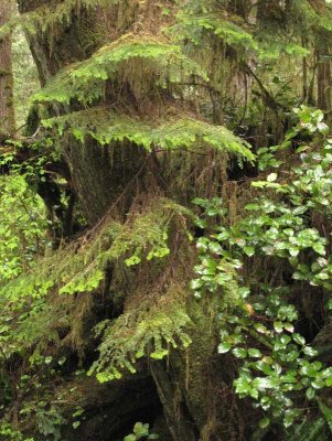 Pacific Rim National Park