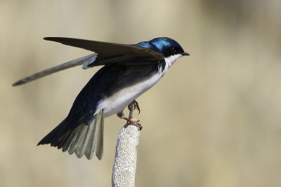 Hirondelle Bicolore