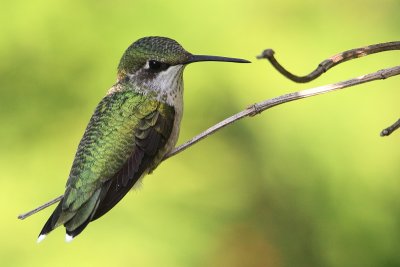 Colibri a gorge rubis 