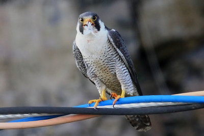Faucon Plerin -  Peregrine Falcon