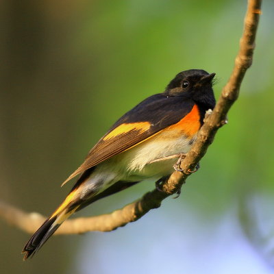 Paruline flamboyante