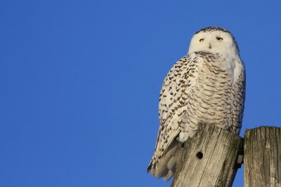 Harfang des neiges 