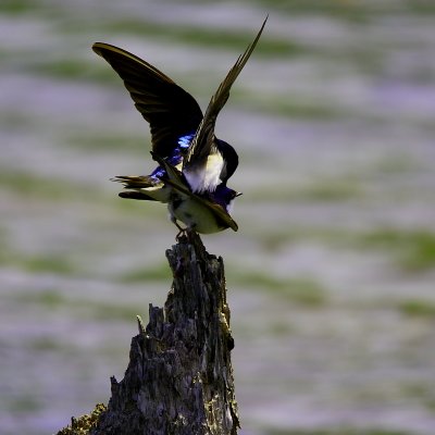 Hirondelle Bicolore