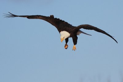 Pygargue   Bald eagle