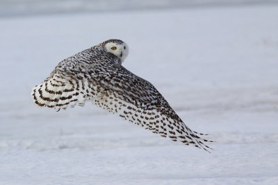 Harfang des neiges - Snowy Owl