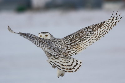 Harfang des neiges - Snowy Owl