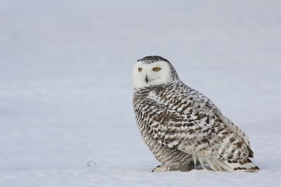 Harfang des neiges - Snowy Owl  