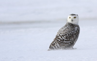 Harfang des neiges - Snowy Owl 