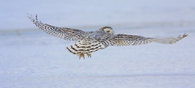 Harfang des neiges- Snowy Owl
