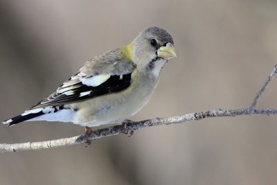 Gros-bec errant - Evening Grosbeak