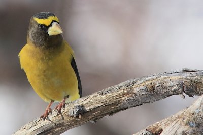 Gros-bec errant - Evening Grosbeak