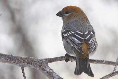 Durbec des sapins - Pine Grosbeak