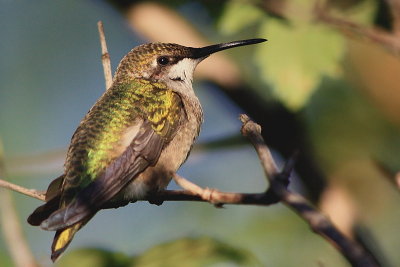 Colibri a gorge rubis - Ruby-throated Hummingbird