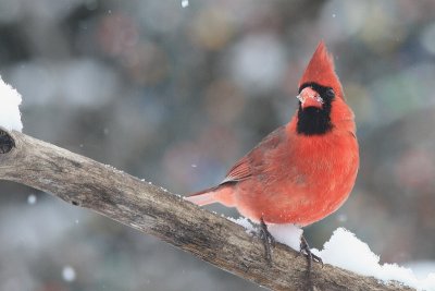 Cardinal  rouge - Northern Cardinal 