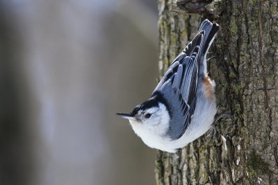 Sitelle a poitrine blanche - White-Breasted Nuthatch