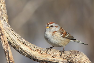 Bruant Hudsonien - American tree Sparrow