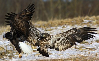 Pygargue - Bald Eagle