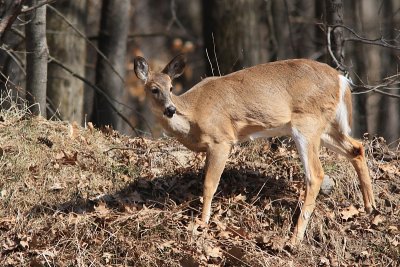 Cerf De Virginie