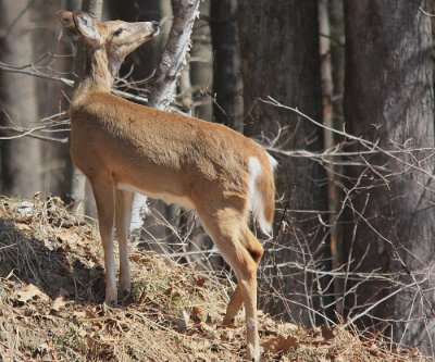 Cerf de Virginie