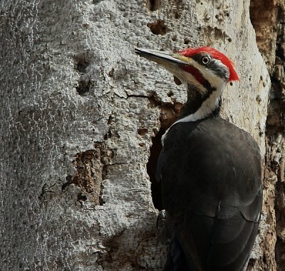 Grand Pic -  Pileated Woodpecker