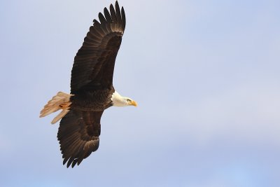 Pygargue - Bald Eagle
