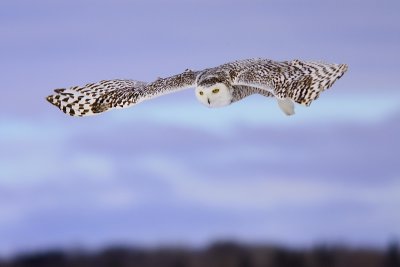 Harfang des neiges - Snowy Owl