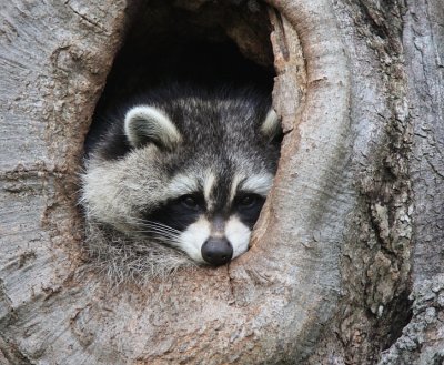 Raton laveur -  Raccoon