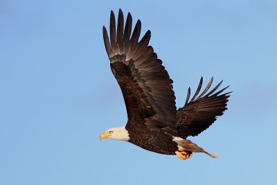 Pygargue - Bald Eagle