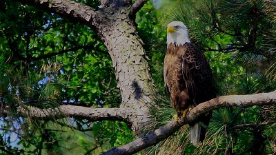 Pygargue -  Bald head Eagle