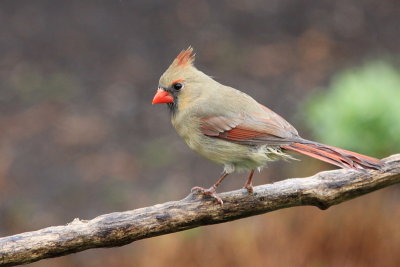 Cardinal rouge - Northern Cardinal  