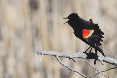 Carouge a paulettes - Red-Winged blackbird