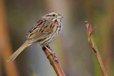 Bruant Chanteur -  Song Sparrow