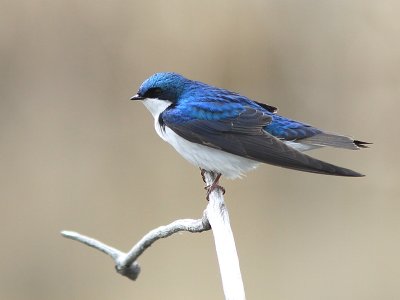 Hirondelle Bicolore - Tree Swallow 