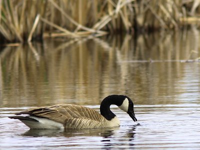 Bernache du Canada -  Canada Goose