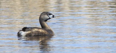 Grebe a bec bigarr - Pied-billed Grebe