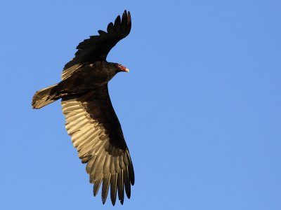 Urubu a tete rouge - Turkey Vulture 