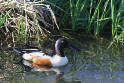 Canard Souchet - Northern Shoveler  