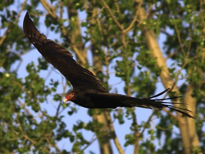 Urubu a tete rouge - Turkey Vulture