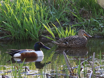 Canard  Souchet - Northern Shoveler 