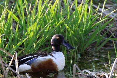 Canard Souchet - Northern Shoveler 