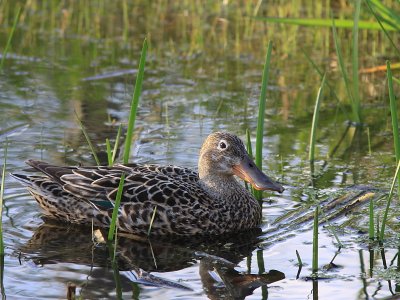 Canard Souchet - Northern Shoveler  