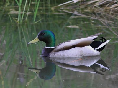 Canard Colvert - Mallard 