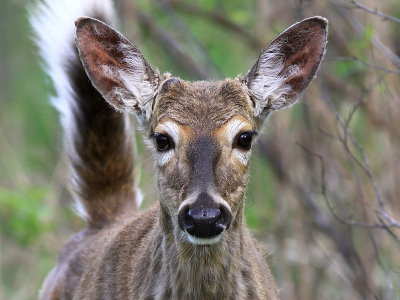 Cerf de Virginie - Deer